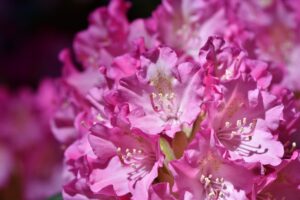 rhododendron, bloom, roan mountain, Calling Tennessee Home