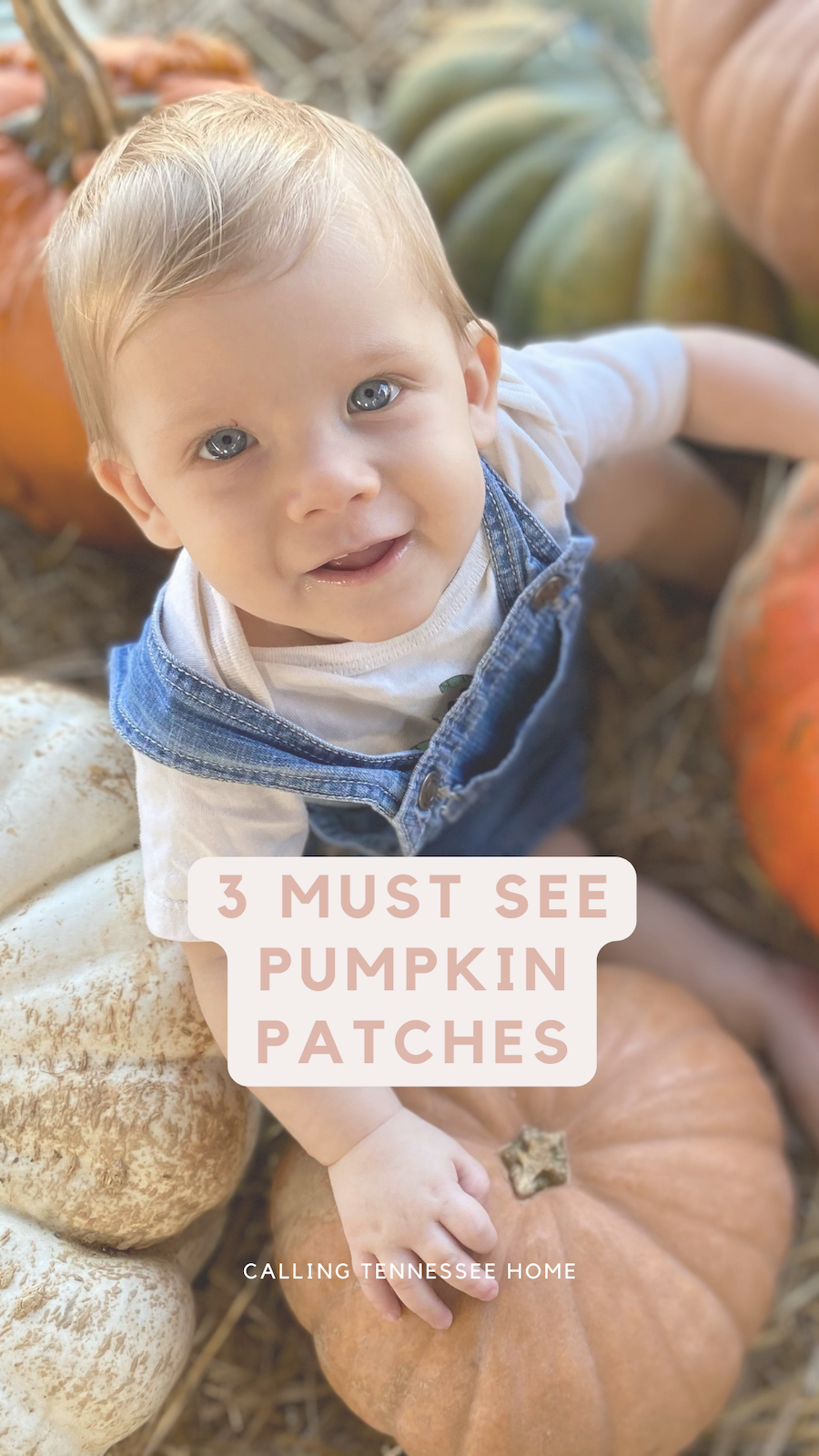 pumpkin patches near johnson city tn, pumpkin farms, corn maze, hay ride, fall festivals, calling tennessee home