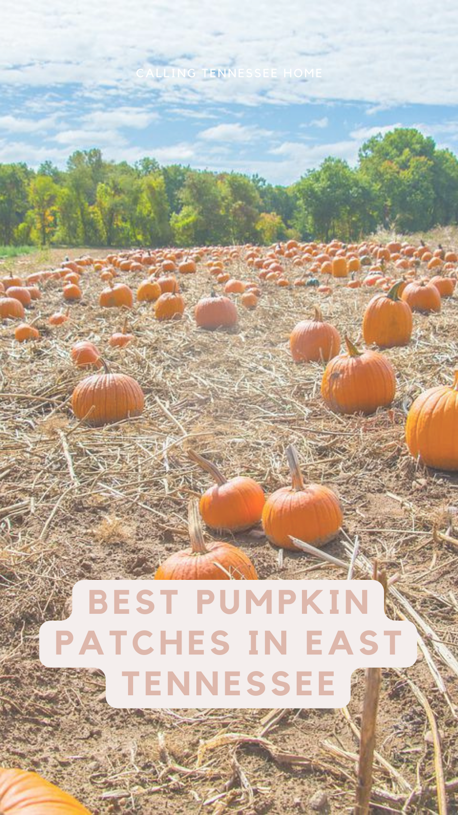 pumpkin patches near johnson city tn, pumpkin farms, corn maze, hay ride, fall festivals, calling tennessee home