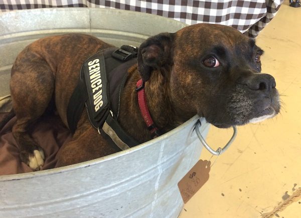 barrel-aged-creations-cute-boxer-dog-bourbon-barrel-aged-maple-syrup-vintage-market-days-of-west-atlanta